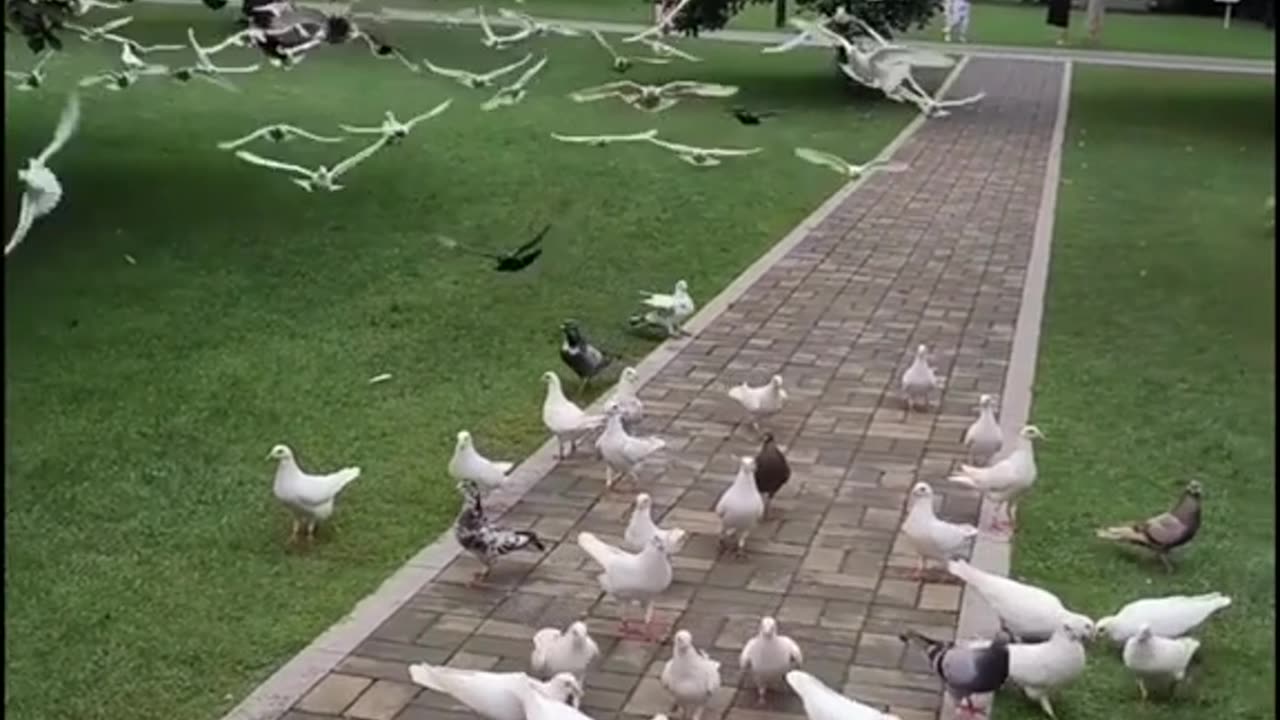Seeds and Streets: A Pigeon's Daily Routine"