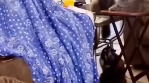 Funniest_Cats_and_Dogs