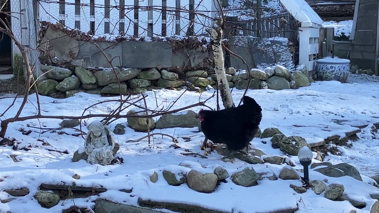 Brave Chickens in the Snow 12-14-25