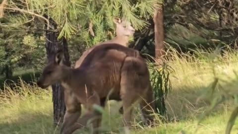 Kangaroo diaries only in Australia 🇦🇺