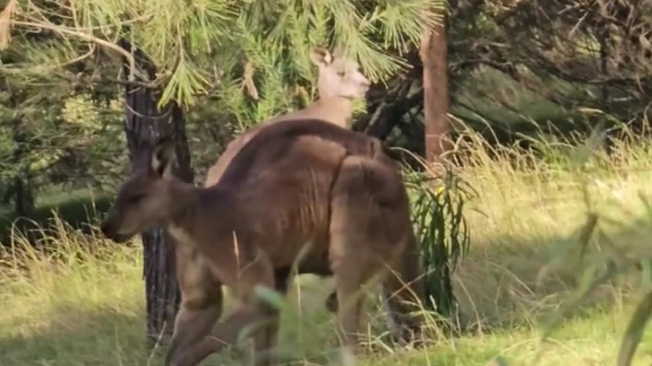 Kangaroo diaries only in Australia 🇦🇺
