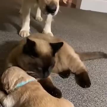 Cat voice and cat with dog