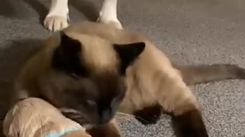 Cat voice and cat with dog