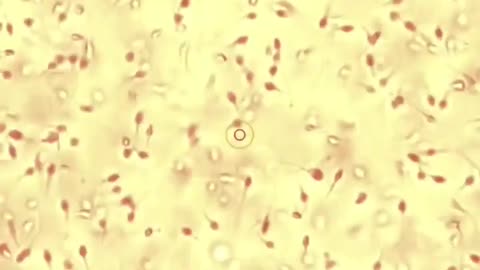 🧠✨ Men Under a Microscope: Tiny Details Revealed! | FeedMyCuriosity