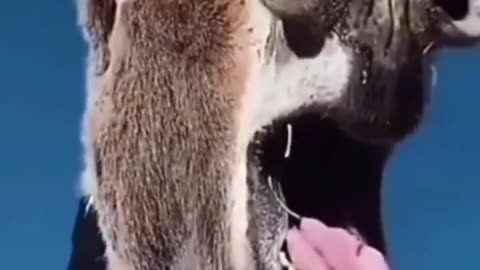 FUNNY CUTE ANIMAL