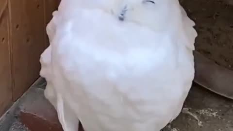 Happy owl..