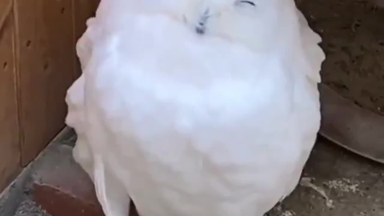 Happy owl..