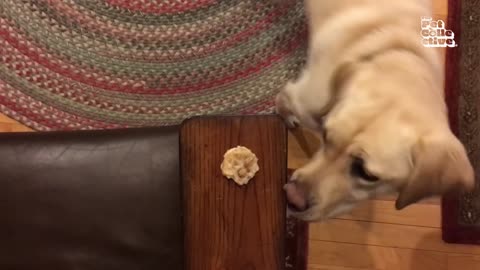 Funniest Pet FAILS!