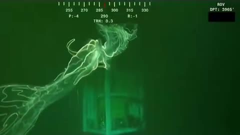 This bioluminescent siphonophore was filmed nearly 4,000 feet deep in the Gulf of America, glowing as it drifts through the dark