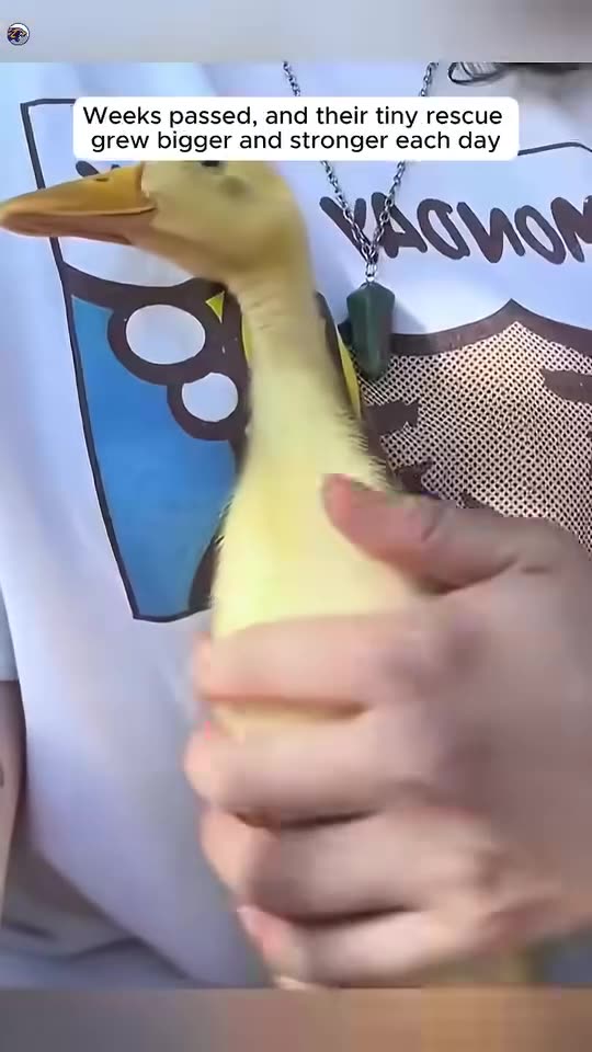 A duckling was following a cleaner until this couple changed its fate