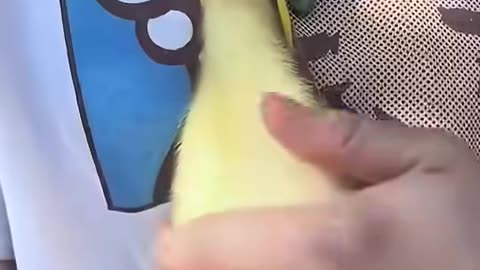 A duckling was following a cleaner until this couple changed its fate