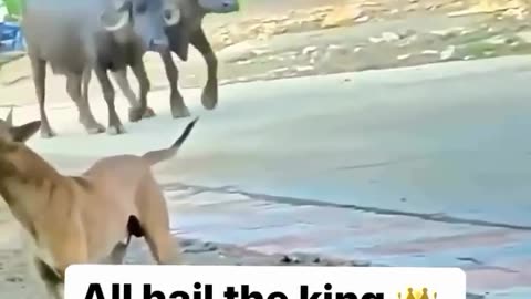 FunnyAnimal_vedios