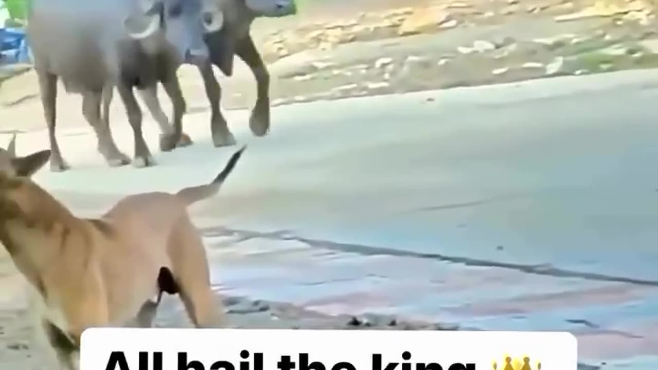 FunnyAnimal_vedios