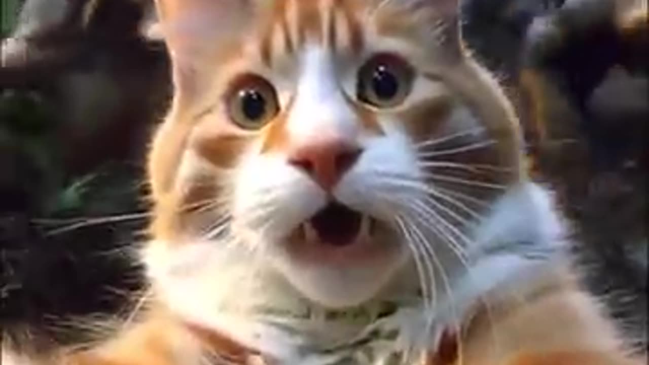 Cat adventure
