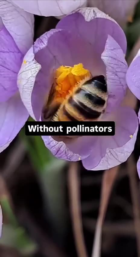 Our beautiful winged friends…