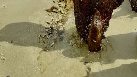 "The End Of The MGTOW Year 2025..." REDPILL/REDPILLTRUTHS/MGTOW/MGTOWTRUTHS