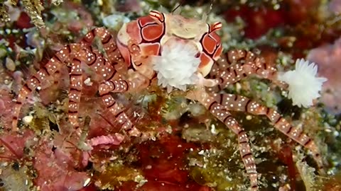 Cheerleader Crab Waves Pom-Poms