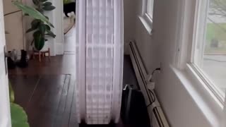 😂🐾 This Cat's Lazy Move Will Crack You Up! | FunFM