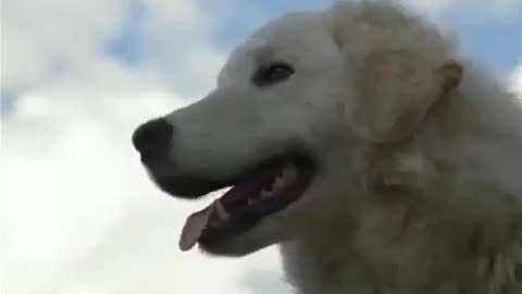 65. Homeward Bound 2: Lost in San Francisco