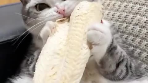 Funny and cute cats