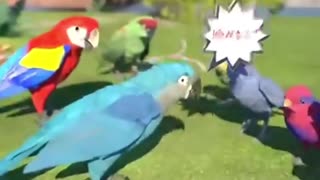 Teaching wild parrots to say the n-word