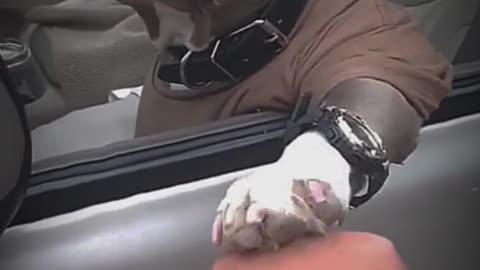 Pets That Will Make You Laugh 😂🐶 #Shorts