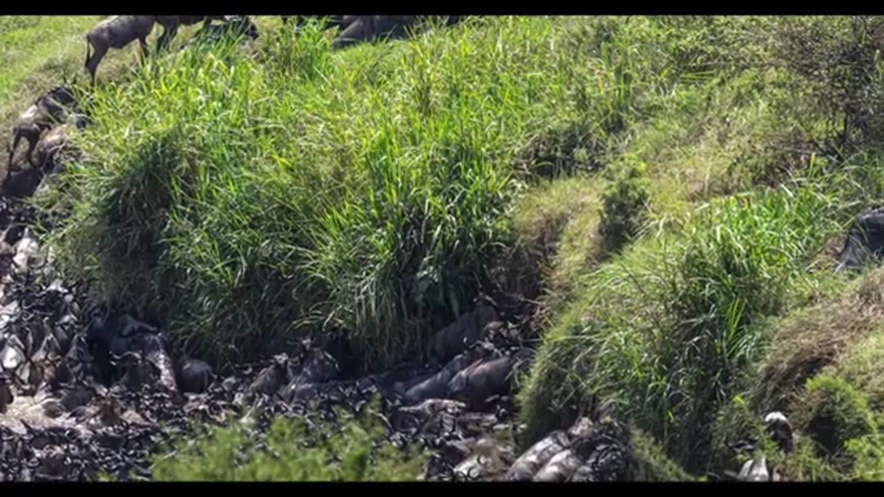 animals