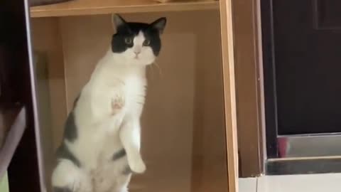 Funny cats