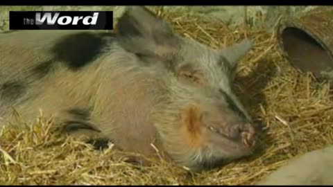 Rescued Peruvian Pig in Need of Home