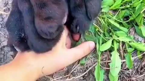 🦁🔪 This Jaguar's Claws Are Insane! | Amazing Animal | FeedMyCuriosity