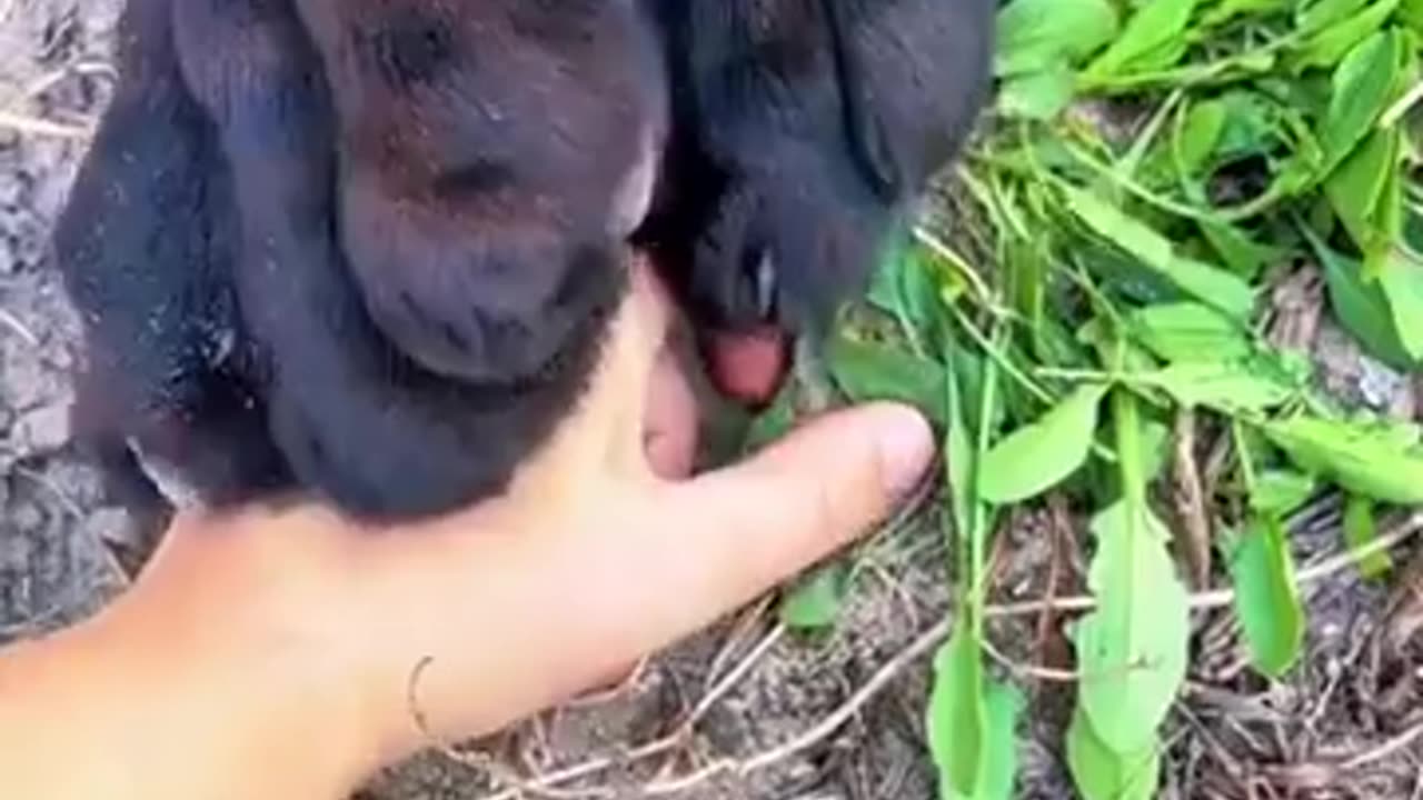 🦁🔪 This Jaguar's Claws Are Insane! | Amazing Animal | FeedMyCuriosity