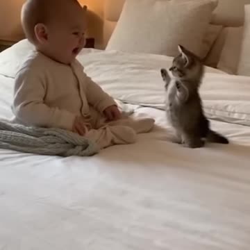 baby cat very cute baby