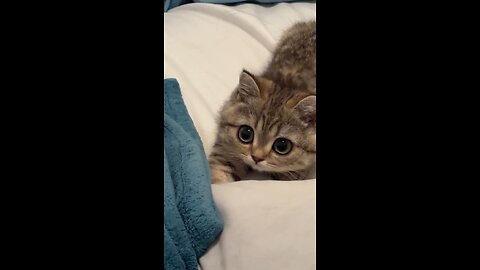 cat cute 🥰🥰