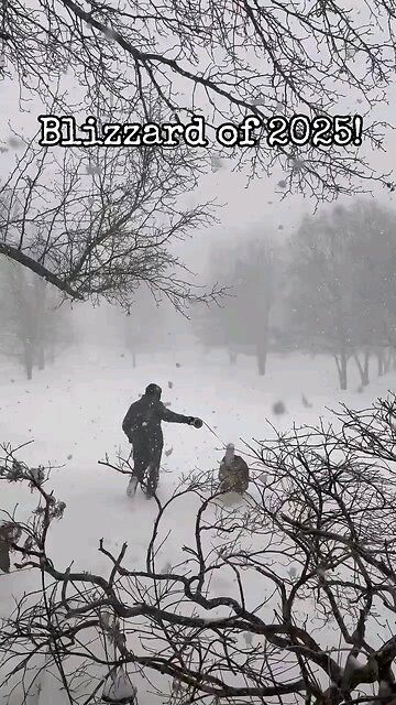 Blizzard of 2025! Akitas love it!