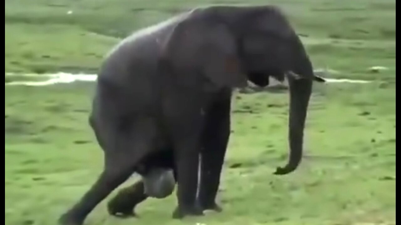 ELEPHANT GIVING BIRTH. A BEAUTIFUL SIGHT. 🥰