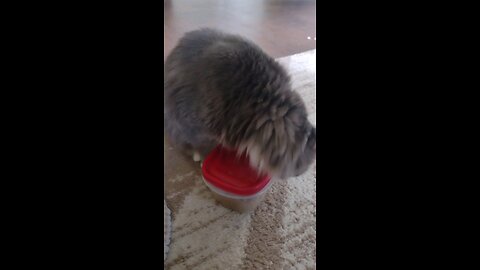 Smokey strikes again! trying hard to open that container