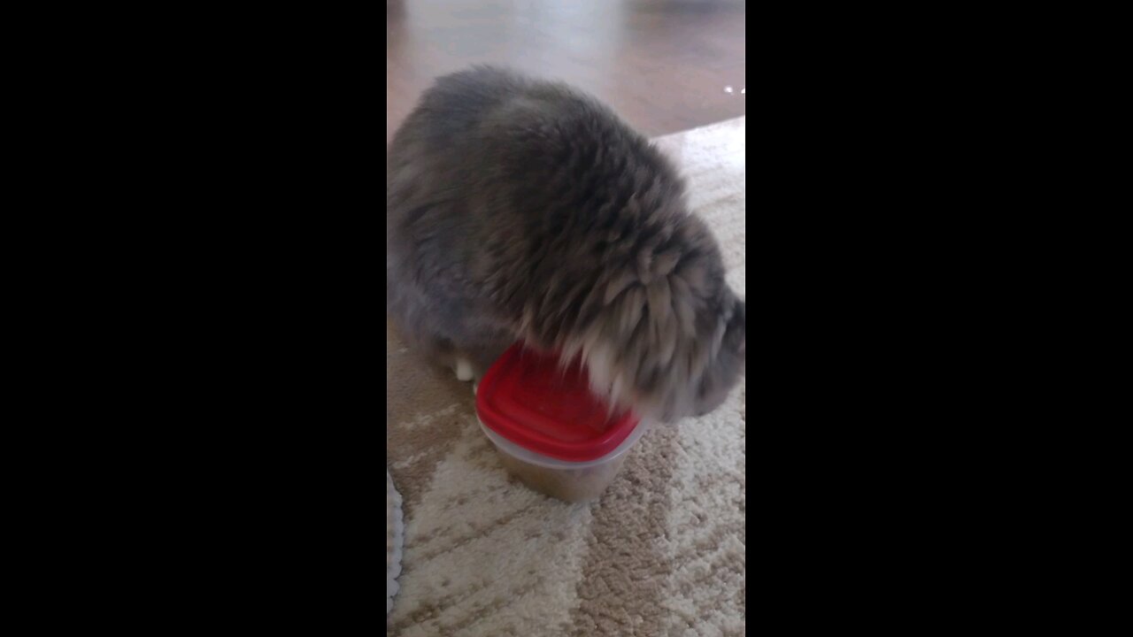 Smokey strikes again! trying hard to open that container