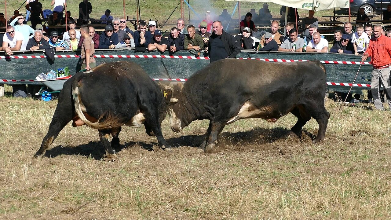 Brizan od Dumana vs Peran od Mandića Ramići 2025
