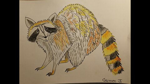 RACCOON - VASKEBJØRN - MAPACHE