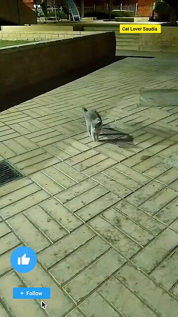 Cute Cat lover Saudia awsome cat lover