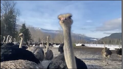 Canada's FED Continues The Culling Agenda. Now It's Healthy Ostriches Being Murdered.