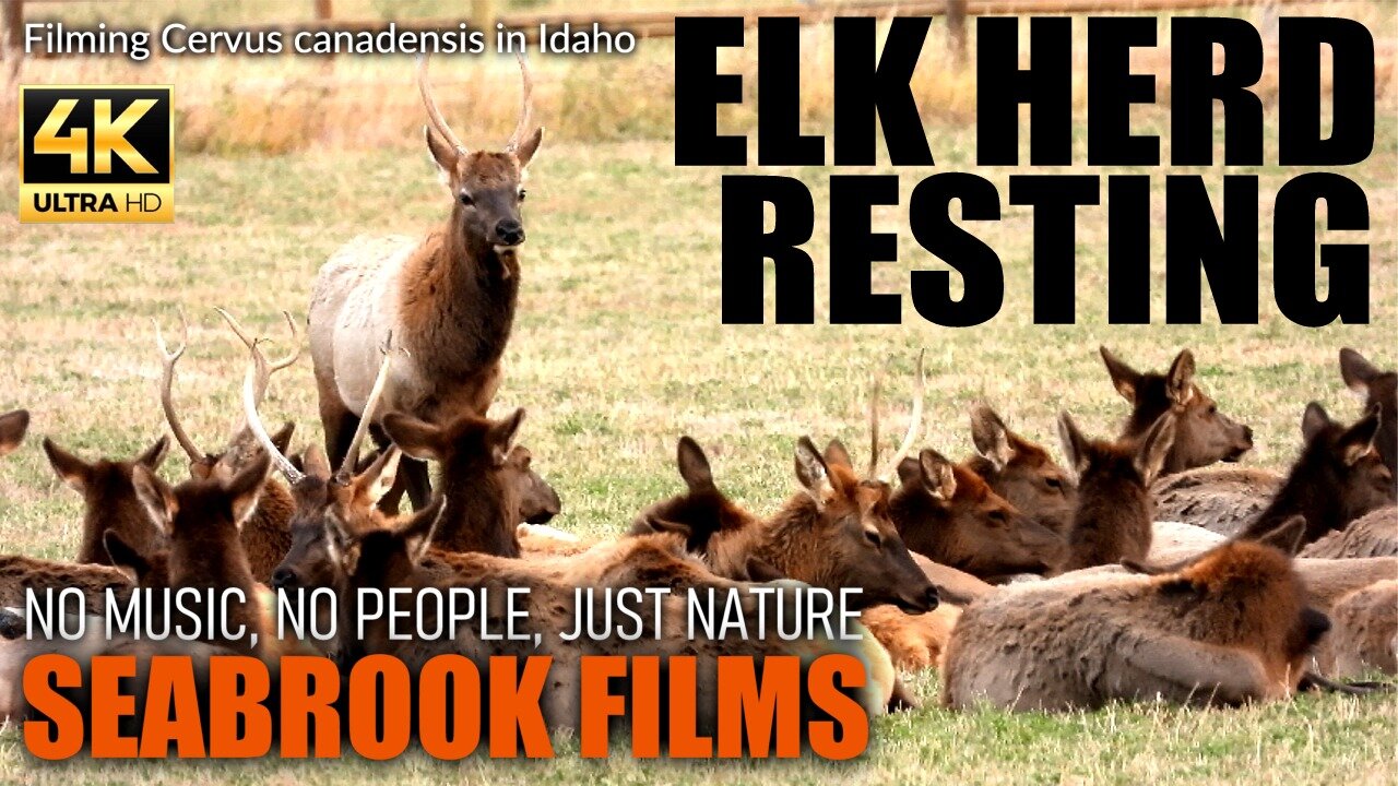 Elk Herd Resting: Filming Cervus canadensis in Idaho