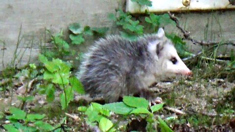 Baby Opossum