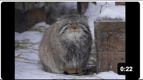 A necessary palate cleanser - 'It's cold! You're lucky that I'm outside for a few minutes to see me'