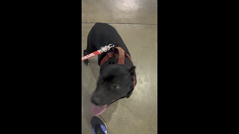 Happy dog, watching doggie dive contest