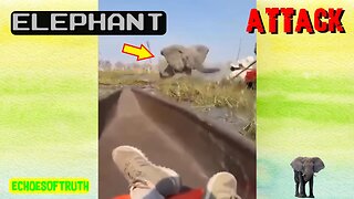 Elephant Attacks Frightened Tourist Trying To Escape Its Wild Fury - HEY, Hey, Haeeey, AAaaayyyy, Haeeyy, HEy, Hey, Heeayy, Hey, hayyy, HEY. HEEEAAYYY!
