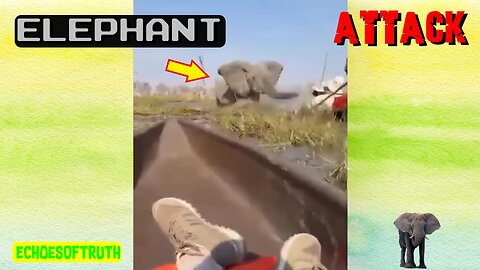 Elephant Attacks Frightened Tourist Trying To Escape Its Wild Fury - HEY, Hey, Haeeey, AAaaayyyy, Haeeyy, HEy, Hey, Heeayy, Hey, hayyy, HEY. HEEEAAYYY!