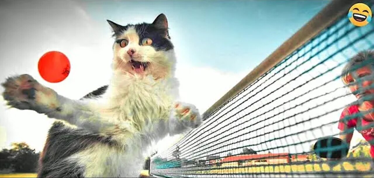 These Animals Are Unexpectedly Hilarious! Funniest Animal Videos 2025πΆπΆπΆπΆπ»π»π»π»π±π±