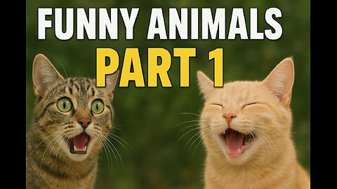 Funny animal videos 2026 - Funny cats/dogs - Funny animals - PART1