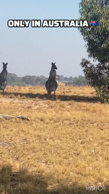 Kangaroo diaries only in Australia 🇦🇺